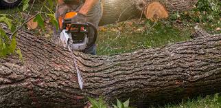 Best Tree and Shrub Care  in Bargaintown, NJ